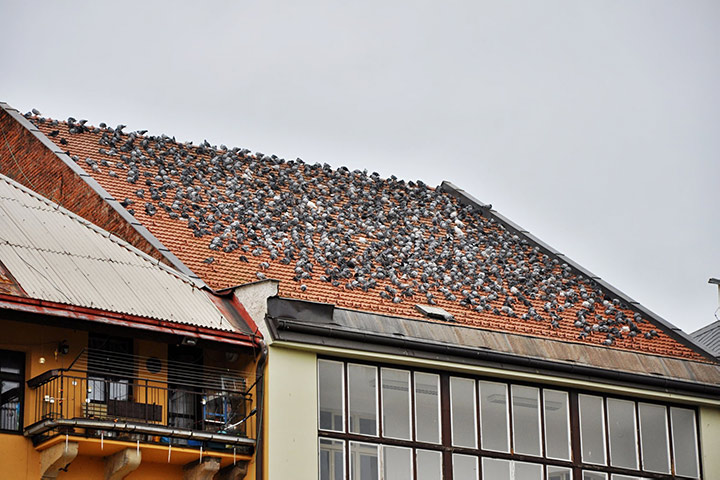 A2B Pest Control are able to install spikes to deter birds from roofs in Denton. 