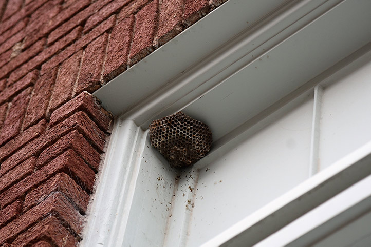 We provide a wasp nest removal service for domestic and commercial properties in Denton.